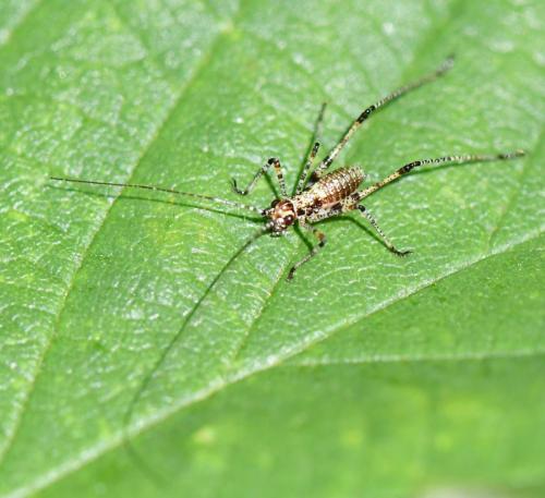 Phaneroptera sp.
